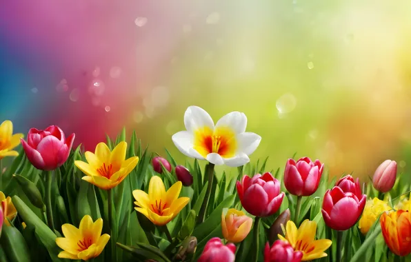 Field, flowers, spring, colorful, flowering, flowers, spring, bright