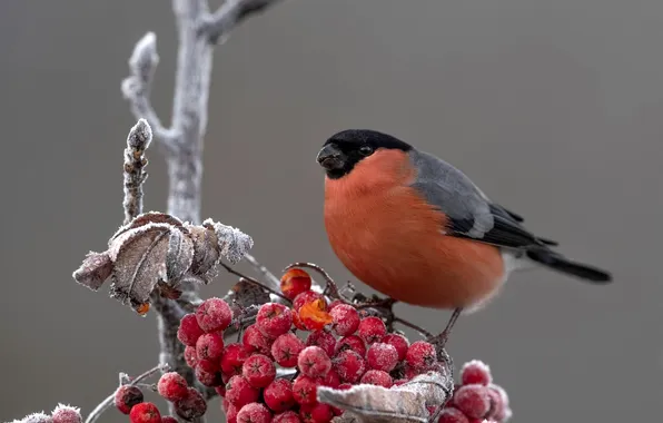 Frost, berries, bird, branch, fruit, grey background, bullfinch, Rowan