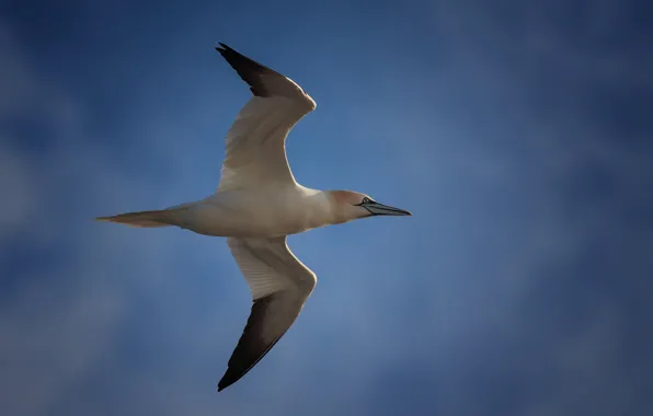 Picture birds, flight, the Northern Gannet
