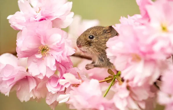 Macro, branch, Sakura, flowering, rodent, Bank vole