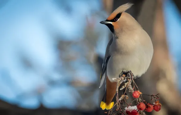 Picture branches, nature, berries, fruit, blue background, the Waxwing
