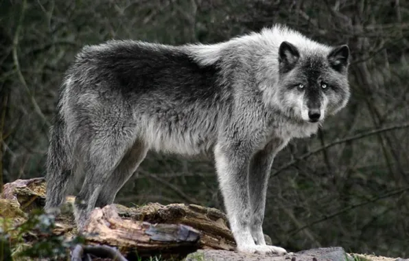 Predator, nature, animal, wolf, wildlife, portrait, The Boss, portrait.
