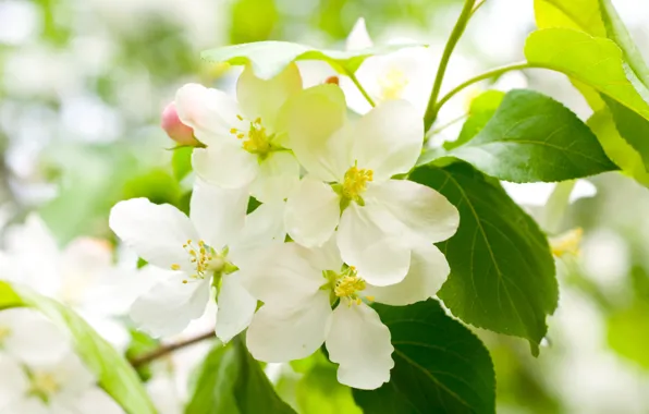 Leaves, flowers, cherry, tree, branch, spring, petals, green