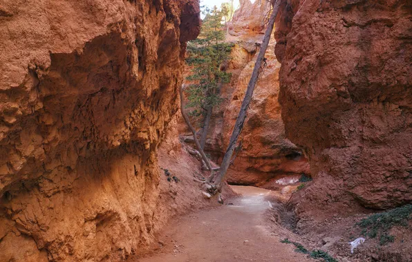 Trees, mountains, rocks, paint, track, gorge, Utah, USA