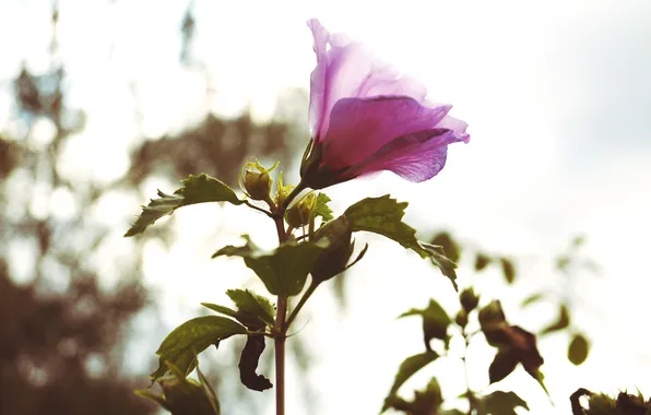 Leaves, flowers, petals