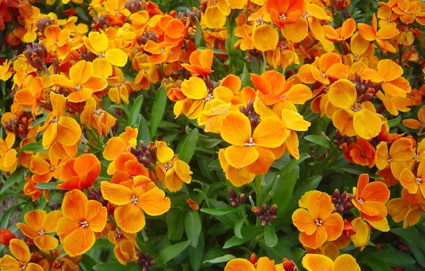 Leaves, petals, garden, meadow, flowerbed