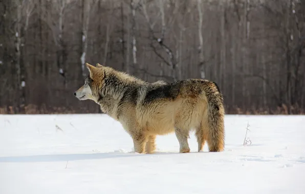 Winter, nature, wolf
