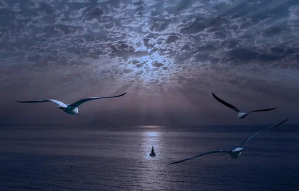 The sky, the ocean, seagulls, sailboat