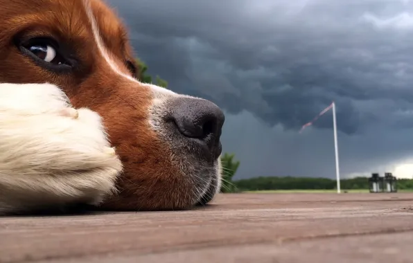 Storm, each, nose, dog