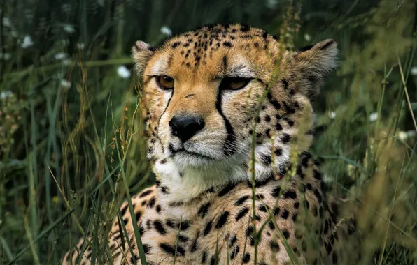 Grass, look, face, background, portrait, Cheetah