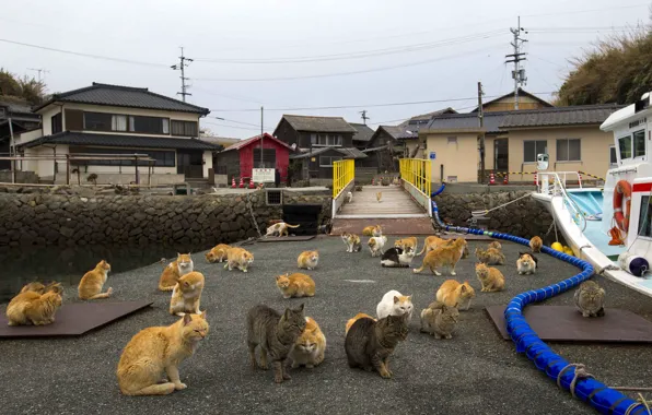 Cats, port, waiting, hunger, a bunch, sanctions, inflation