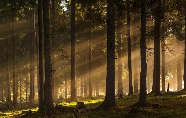 Forest, rays, trees, forest, trees, rays, Ioan Ovidiu Lazar