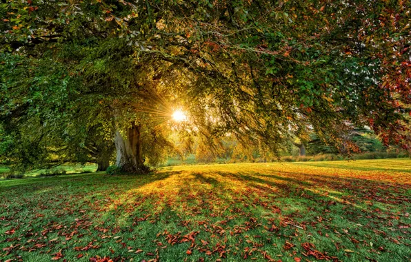 Picture greens, forest, trees, dry leaves