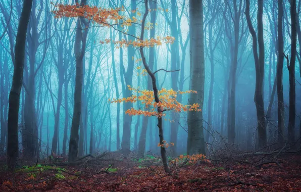 Autumn, forest, trees, branches, fog, morning, tree, blue background