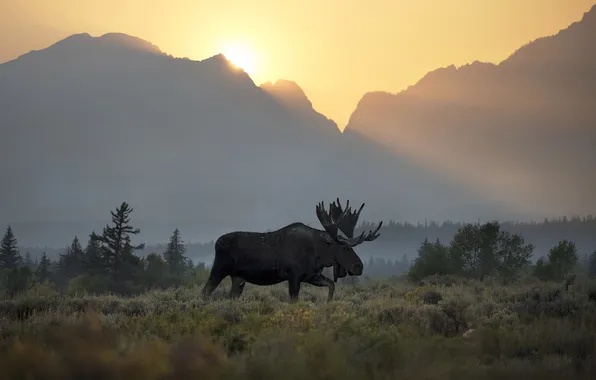 The sun, rays, light, trees, mountains, nature, fog, dawn