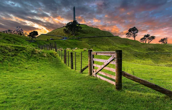 Greens, grass, trees, the fence, field, tower, New Zealand, hill