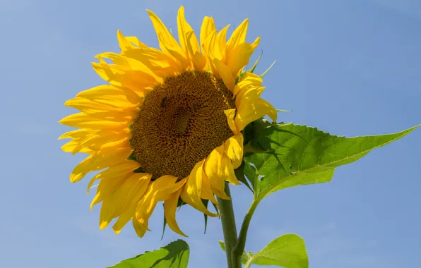 Picture the sky, leaves, sunflower, petals