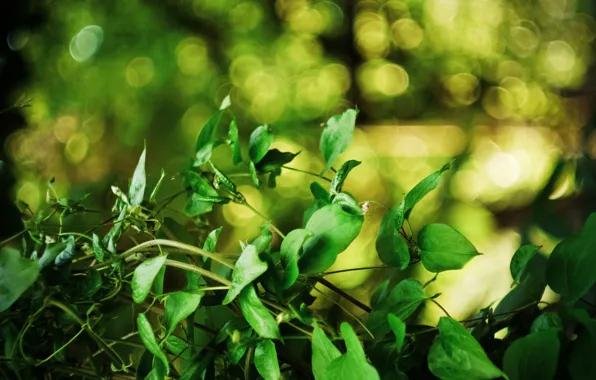 Leaves, yellow, green, background, Wallpaper, plants, widescreen, wallpapers