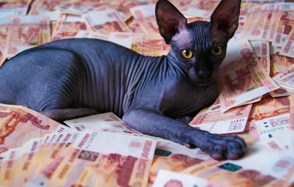 Picture kitty, money, cat money, sphinxes, bald kitty, bald cat, Sphinx kitten