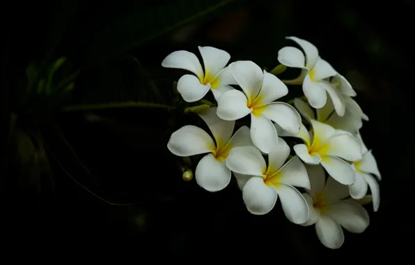 Flowers, branch, white, black background, plumeria, frangipani