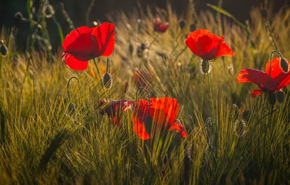 Picture field, flowers, nature, Mac, rye, Maki, red, cereals