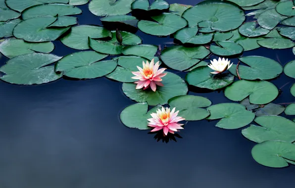 Leaves, water, flowers, pond, pink, water lilies, pond, water lilies
