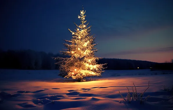 Winter, forest, snow, night, lights, tree, New Year, Christmas