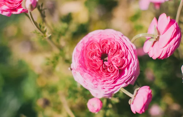Flowers, petals, Ranunculus