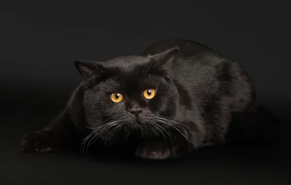 Picture Look, Cat, Eyes, Face, The dark background, Black British Cat