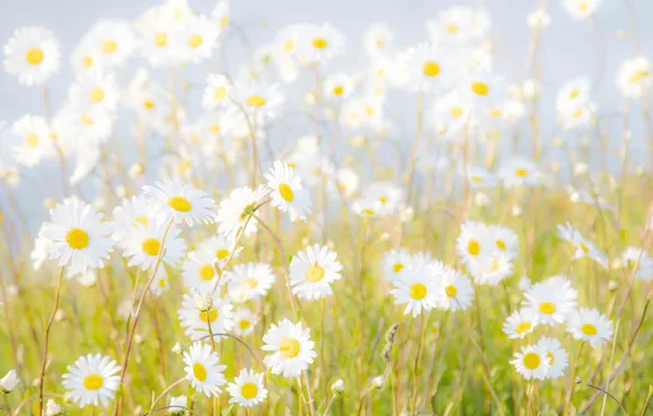 Summer, flowers, chamomile