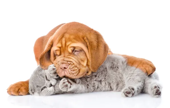 Cat, dog, Dog, Cat, Dogue de Bordeaux, Kittens