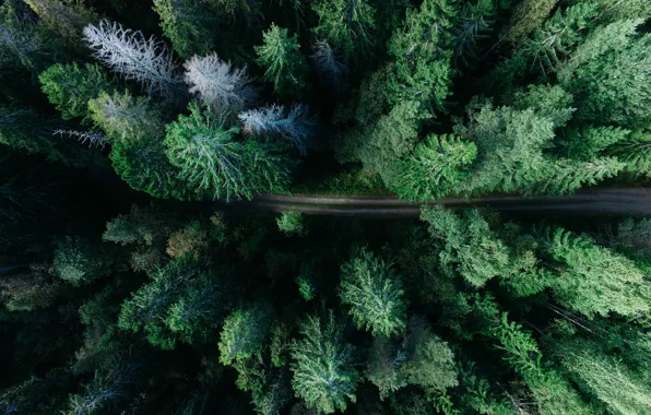 Road, forest, Sweden, Sweden, the view from the top, Gavle