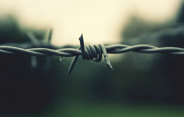 Picture Web, Barbed wire, Thorn