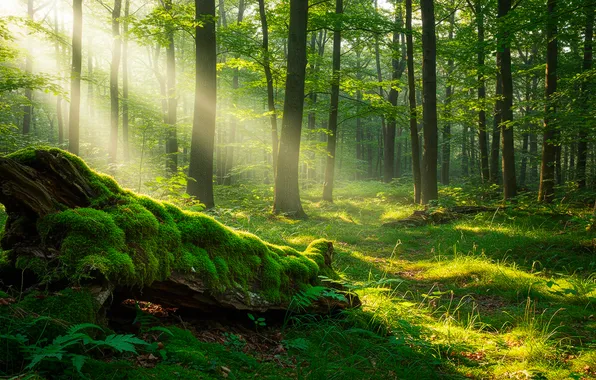 Forest, grass, moss, beautiful, wallpaper, grass, snag, forest