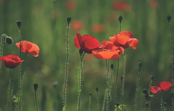 Greens, field, summer, flowers, Mac, Maki, meadow, red