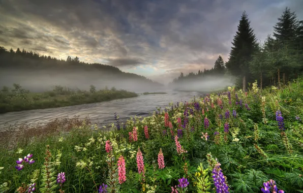 Forest, summer, trees, flowers, fog, river, Norway, Lupin