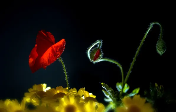 Picture Mac, chamomile, yellow, black background, buds