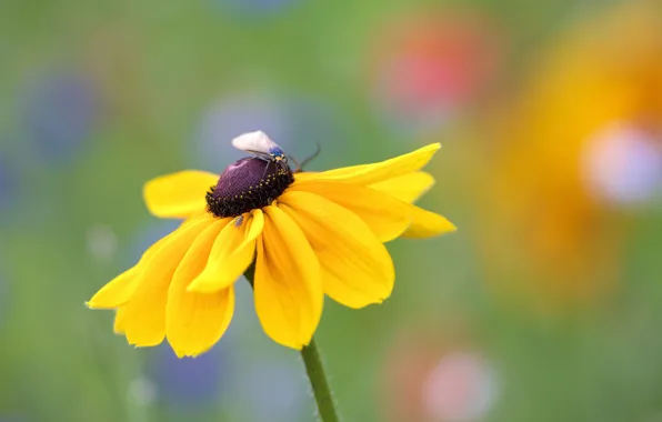 Flower, yellow, green, background, butterfly, insect, bokeh, blurred