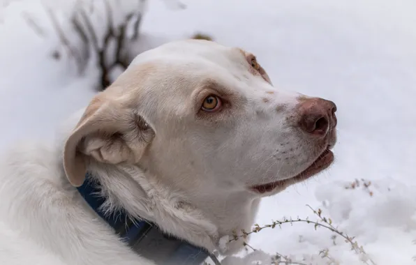 Picture winter, look, face, snow, background, portrait, dog