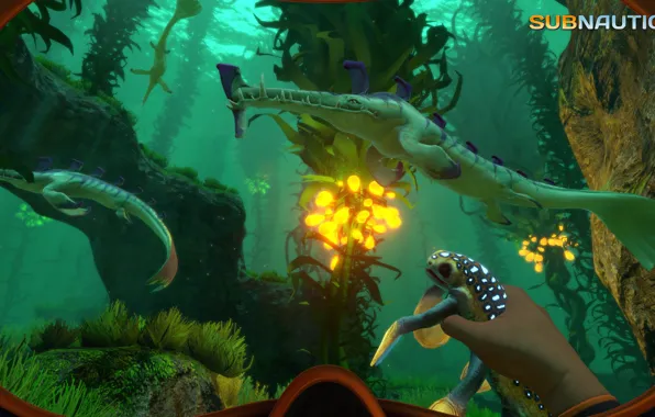 Animals, plants, the bottom, Subnautica