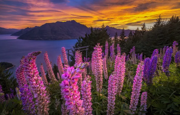 Sunset, flowers, mountains, lake, panorama