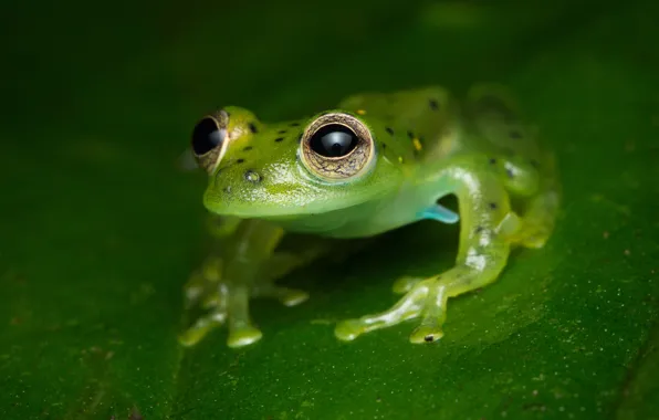 Look, macro, pose, green, background, leaf, frog, green