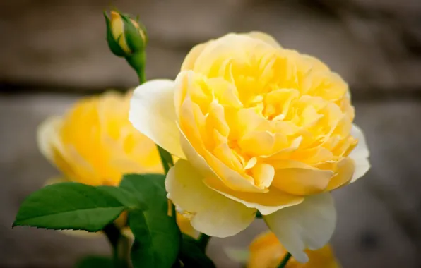 Picture macro, petals, Bud, Yellow rose