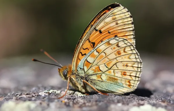 Picture background, butterfly, insect