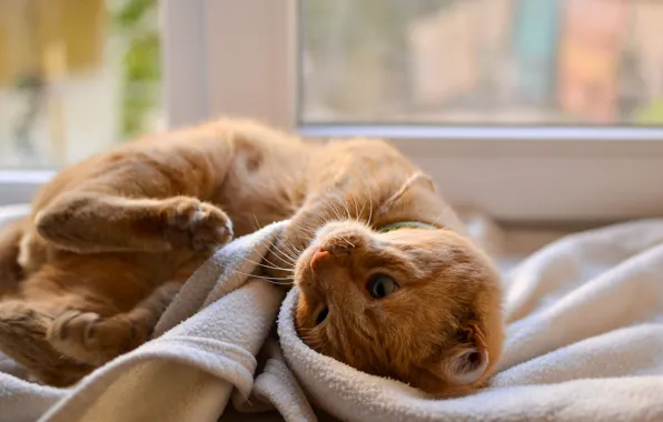 Cat, cat, look, pose, the game, window, red, fabric