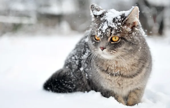 Picture winter, cat, snow