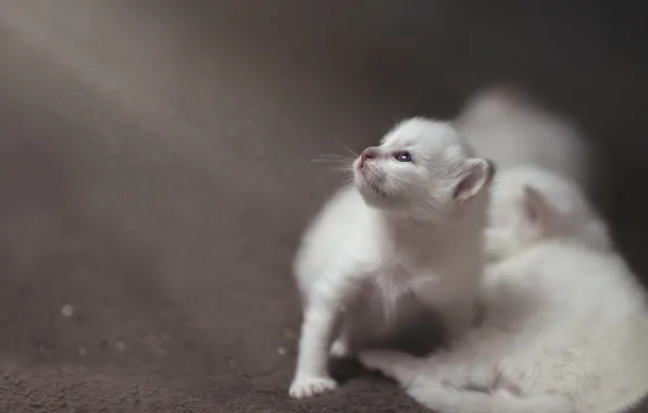 Cat, white, look, pose, kitty, blur, kittens, grey background