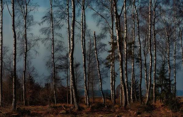 Autumn, forest, trees, birch, birch grove