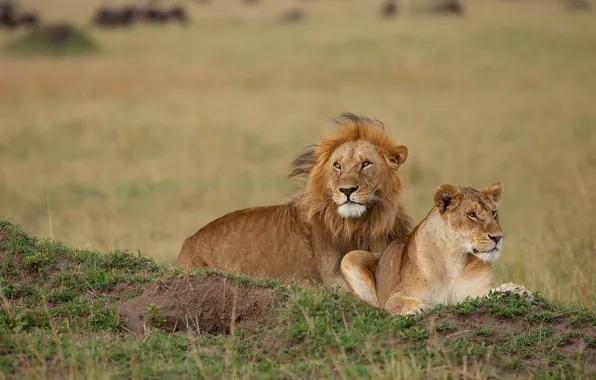 Leo, a couple, lioness