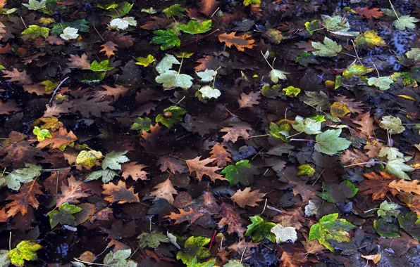 Leaves, nature, puddle